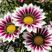 Purple Gazania Flower seeds for Planting - Shade Tolerant, Heirloom & GMO Free Seeds for Home Garden