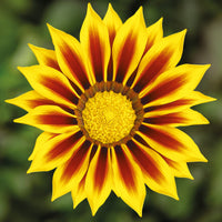 Pink Yellow Gazania Flower seeds for Planting Premium Quality Heirloom & GMO Free Seeds for Home Garden 
 
 Sale