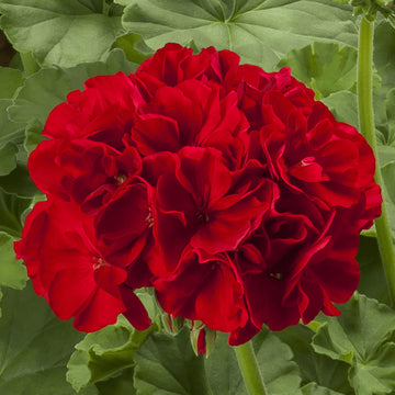 Deep Red Geranium Flower seeds for Planting - Shade Tolerant, Heirloom & GMO Free Seeds for Home Garden