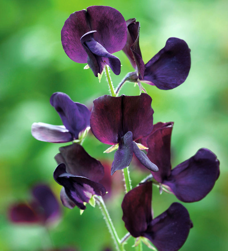 Black Sweet Pea Flower Seeds for Planting Perfect for Borders Heirloom & GMO Free Seeds for Home Garden
 
 Sale