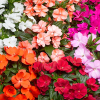 Impatiens Impreza Red Seeds for Planting Bold Shade Garden Flowers