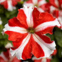 Pink White Tritunia Rose Flower seeds for Planting - Wildflower Mix, Heirloom & GMO Free Seeds for Home Garden