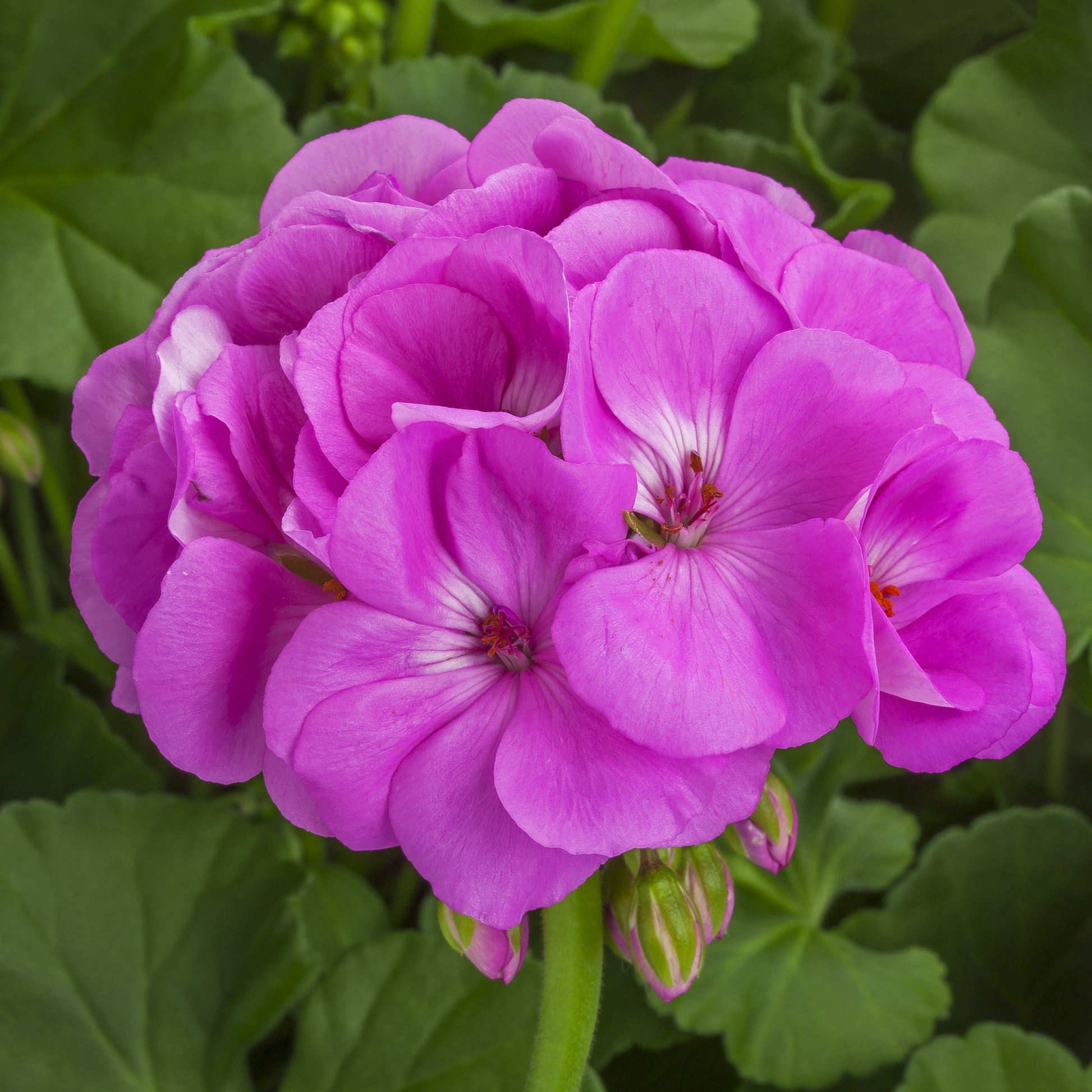 Lavender Geraniums Flower seeds for Planting Drought Tolerant Heirloom & GMO Free Seeds for Home Garden 
 
 Sale
