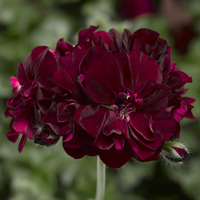 Dark Burgundy Geraniums Flower seeds for Planting Sun Loving Heirloom & GMO Free Seeds for Home Garden
 
 Sale