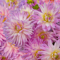 Karma Amanda Violet White Bicolor Dahlia Flower seeds for Planting Wildflower Mix Heirloom & GMO Free Seeds for Home Garden
 
 Sale seeds for home garden planting