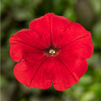 Pelleted Seeds Logro Red Petunia Large Flowers