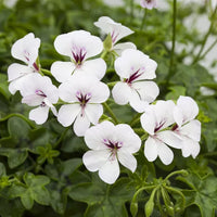 White Pelargonium Flower seeds for Planting Drought Tolerant Heirloom & GMO Free Seeds for Home Garden
 
 Sale