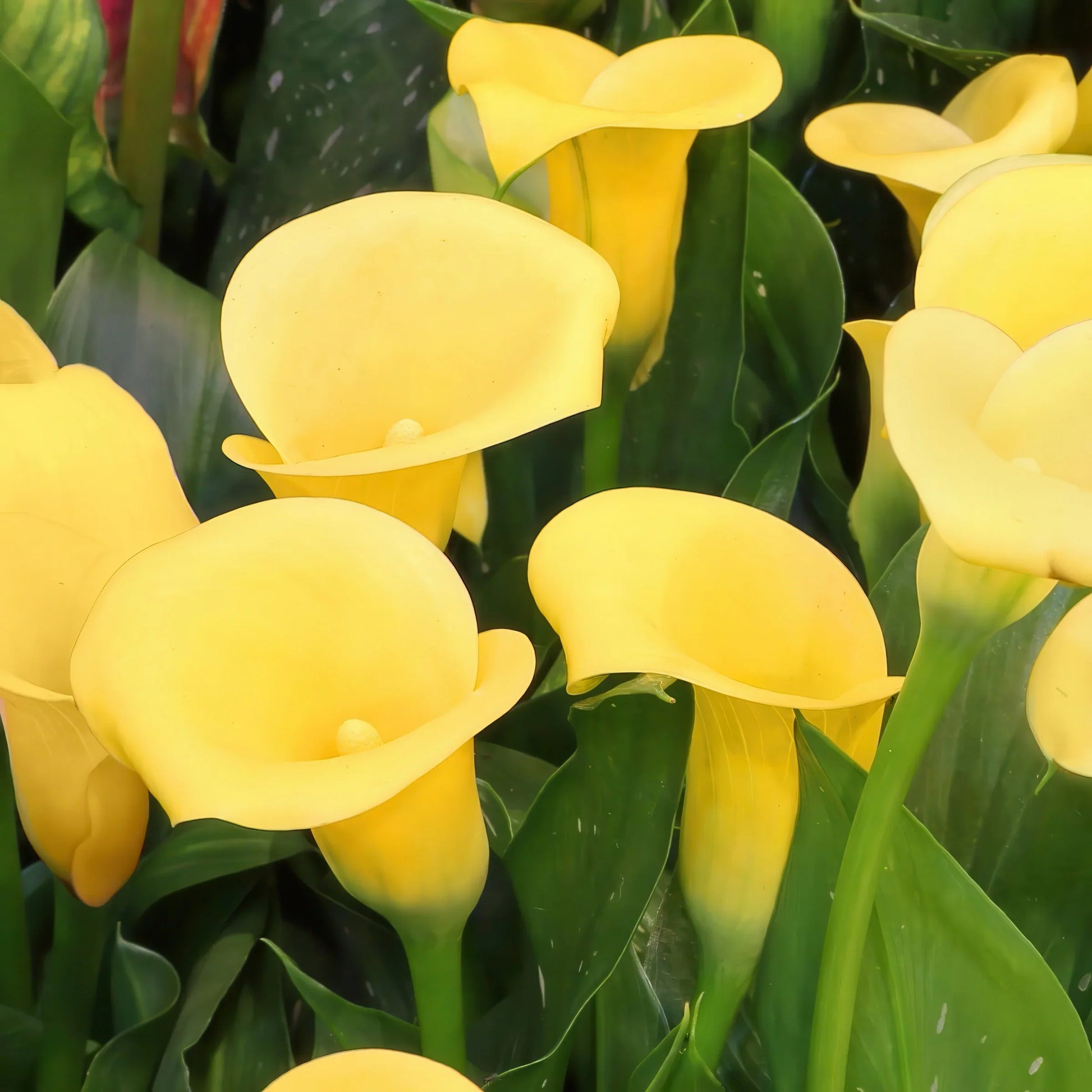 Yellow Calla Lily Bulbs | Perennial Ornamental Flowers for Shade Gardens