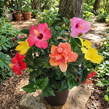 Hibiscus flowers growing in an outdoor garden display