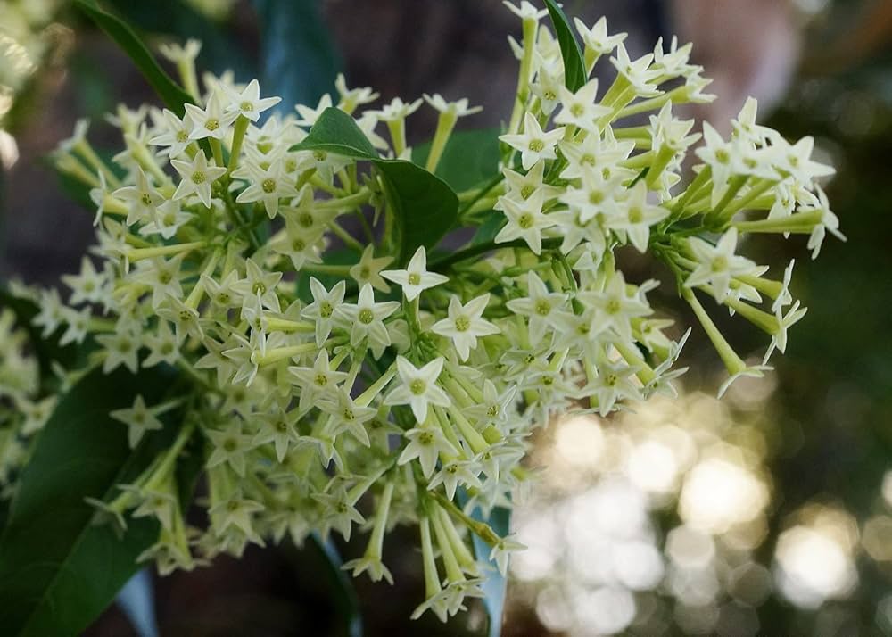 Night Blooming Star Jasmine Cestrum nocturnum Flowers for Planting in Garden and Night Garden