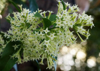 Night Blooming Star Jasmine Cestrum nocturnum Flowers for Planting in Garden and Night Garden