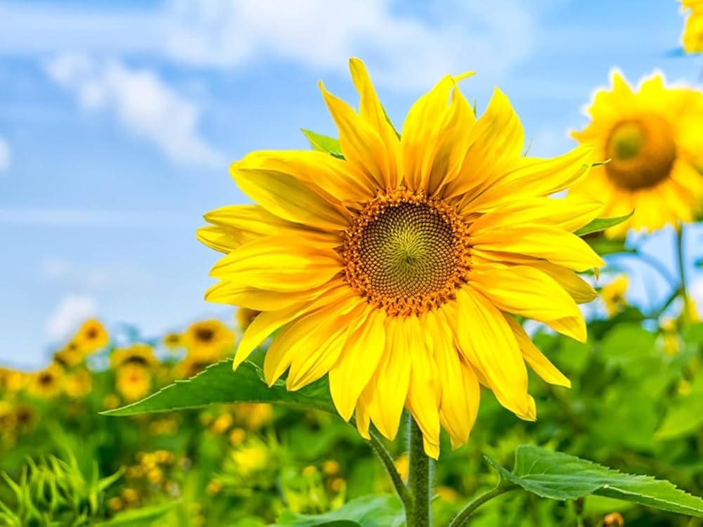 Yellow Hybrid Sunflower Seeds - Perfect for Planting