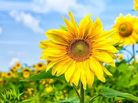 Yellow Sunflower Perennial Flower Seeds for Planting Garden Favorite Heirloom & GMO Free Seeds for Home Garden
 
 Sale