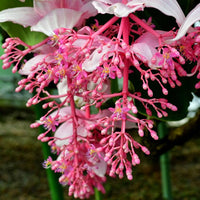 Medinilla Pink Flower seeds for Planting - Cottage Garden Essential, Heirloom & GMO Free Seeds for Home Garden