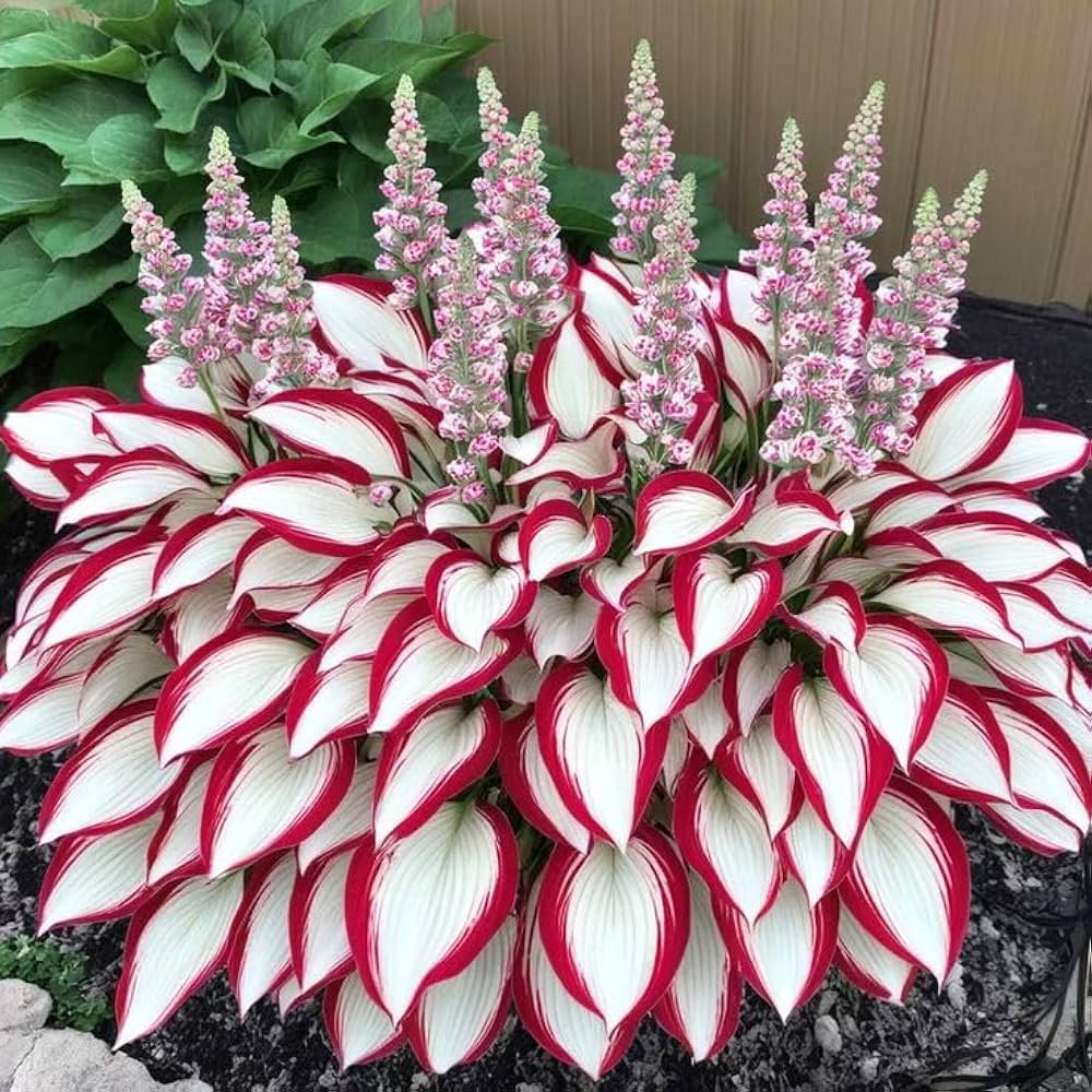 Hosta perennial plants with decorative foliage