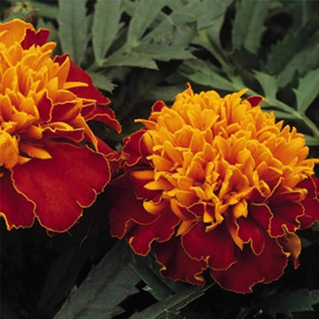 Matrix Sangria Pansy Flower Seeds for bold garden flowers