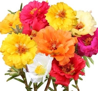 Rose Rosa spp Flower Seeds for Planting in Flower Bed