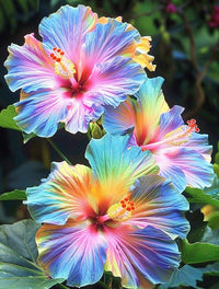 Hibiscus Rosa-sinensis Flower Seeds for Planting