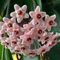 Light Violet Hoya Carnosa Flower Seeds for Planting Bright Blooms Heirloom & GMO Free Seeds for Home Garden
 
 Sale