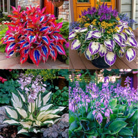 Mixed Anthurium Perennial Flower Seeds for Planting Fragrant Blossoms Heirloom & GMO Free Seeds for Home Garden
 
 Sale