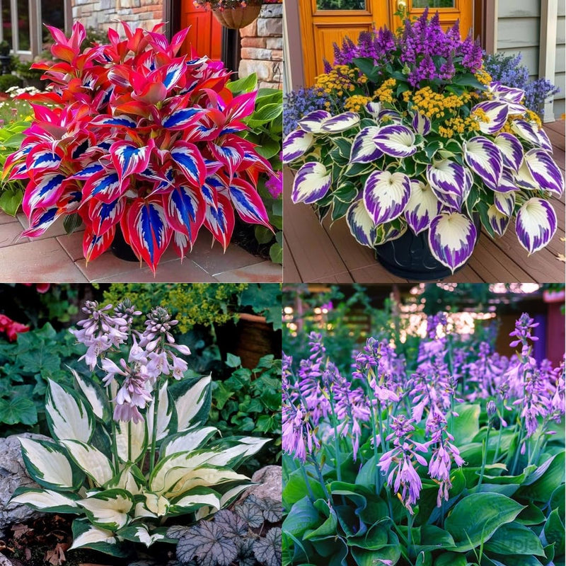 Mixed Anthurium Perennial Flower Seeds for Planting Fragrant Blossoms Heirloom & GMO Free Seeds for Home Garden
 
 Sale