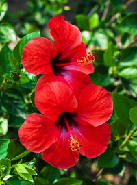 Red Hibiscus Flower seeds for Planting Vibrant Colors Heirloom & GMO Free Seeds for Home Garden
 
 Sale
