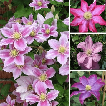 Peach Clematis Flower Seeds for Planting Pollinator Friendly Heirloom & GMO Free Seeds for Home Garden
 
 Sale