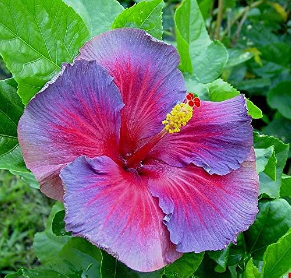 Giant Hibiscus Flower Seeds for Planting – Heirloom Tropical Garden Flower Seeds
