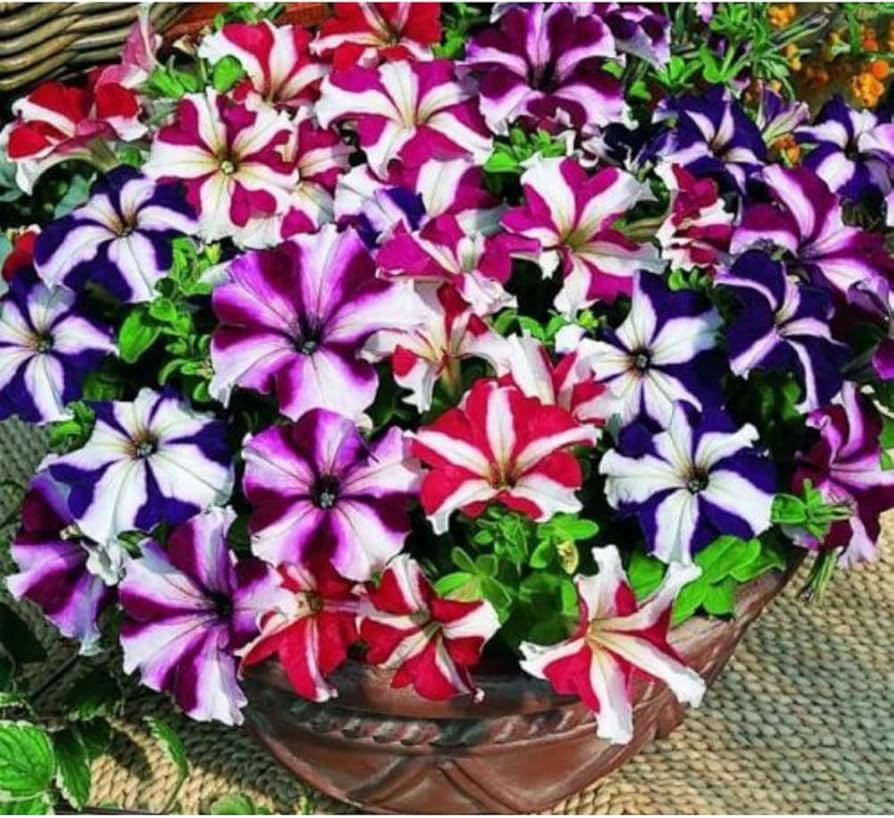 Double Petunia Seeds for Planting Petunia hybrida for hanging baskets and flower beds