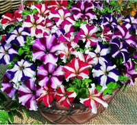 Double Petunia Seeds for Planting Petunia hybrida for hanging baskets and flower beds