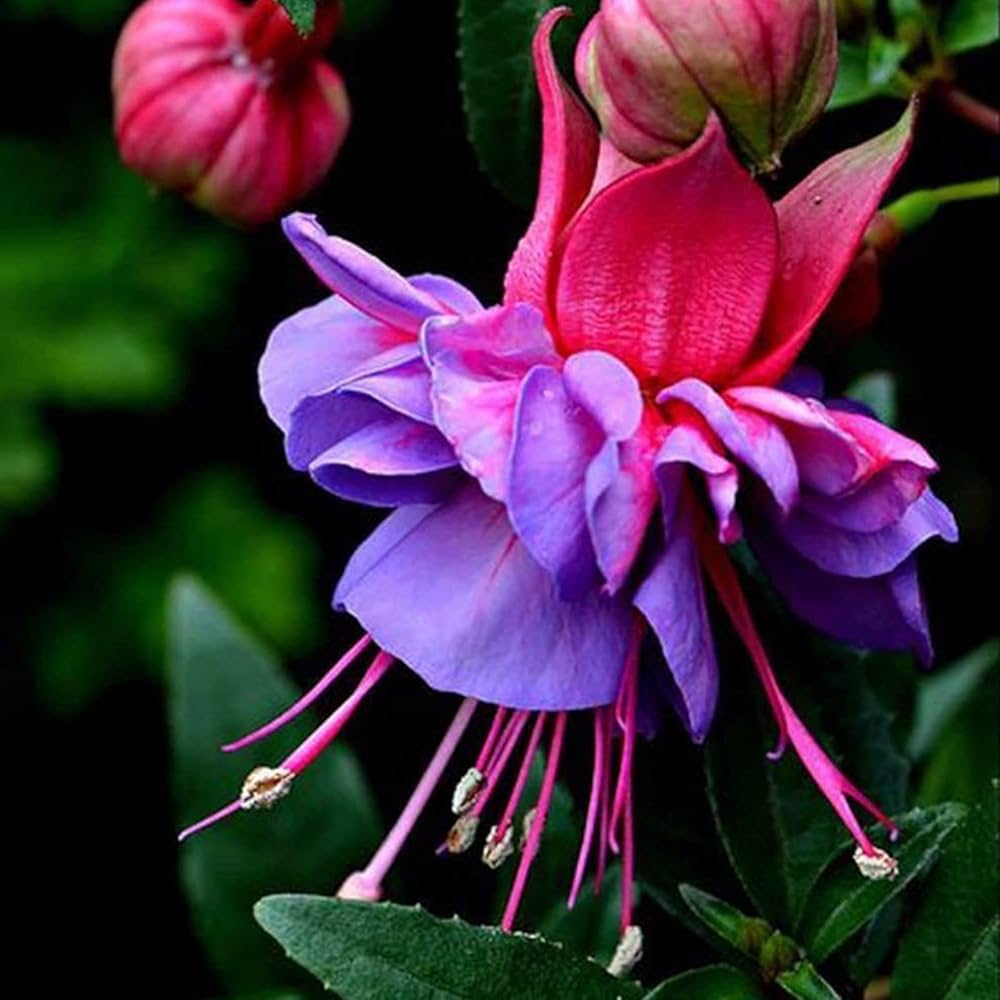 Fuchsias Potted Flowers DIY Seeds