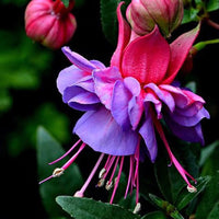Fuchsias Potted Flowers DIY Seeds