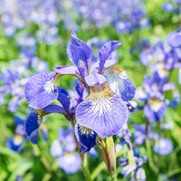 Iris Seeds for Planting Iris Sibirica water edge flower bed