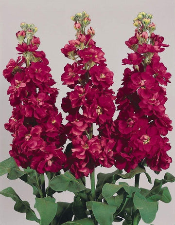 Burgundy Matthiola Flower Seeds for Planting Pollinator Friendly Heirloom & GMO Free Seeds for Home Garden
 
 Sale