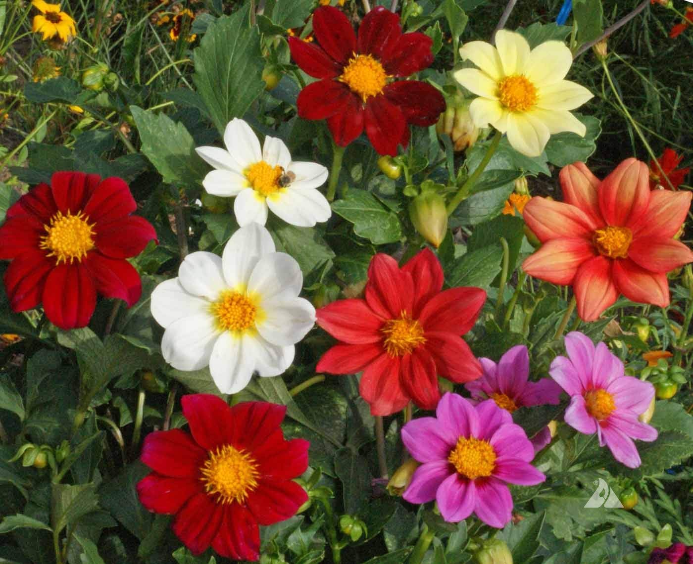 Compact Dwarf Dahlia plants with vibrant blossoms in a garden border.

