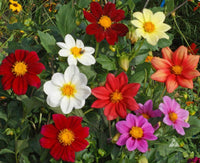 Compact Dwarf Dahlia plants with vibrant blossoms in a garden border.
