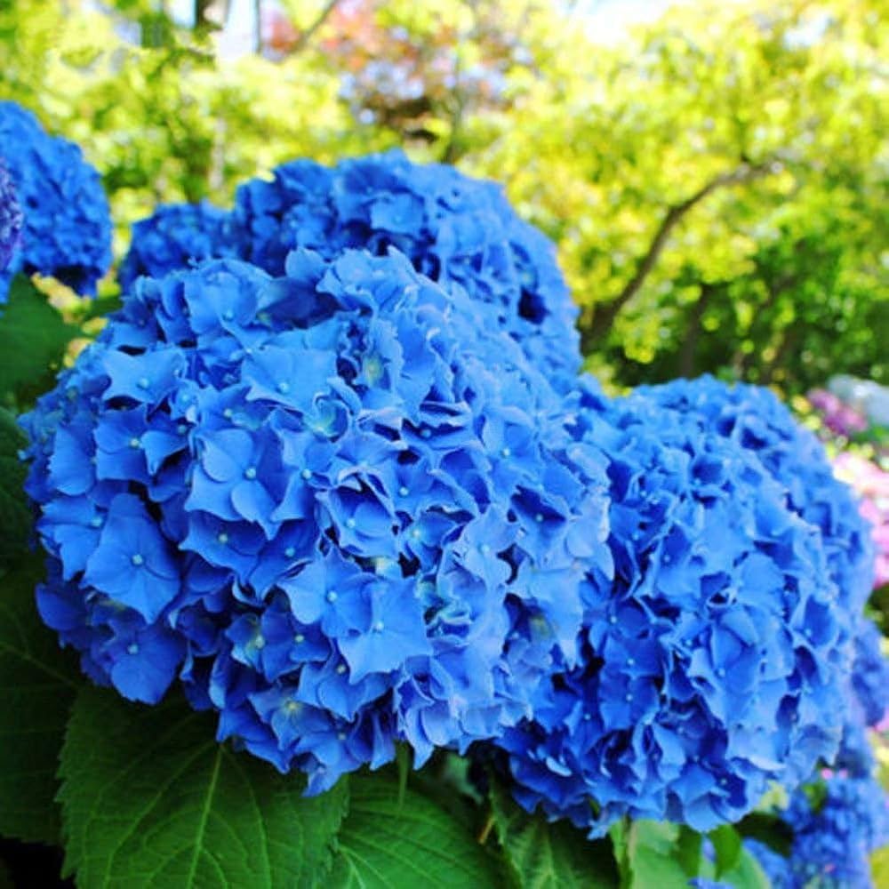 Deep Blue Hydrangea Flower seeds for Planting - Bright Blooms, Heirloom & GMO Free Seeds for Home Garden