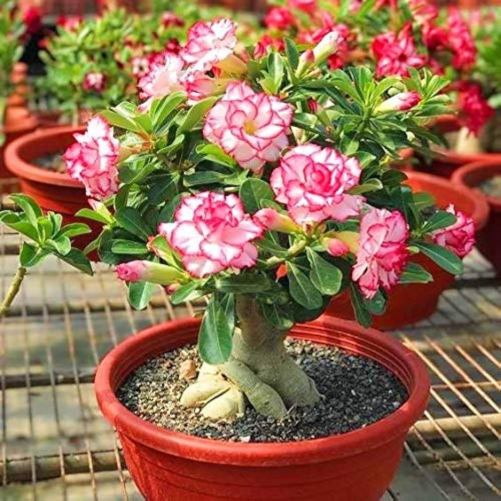 Adenium Obesum Flower seeds for Planting - Colorful Display, Heirloom & GMO Free Seeds for Home Garden
