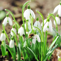 Galanthus Nivalis Snowdrop Plant Seeds for Planting in Woodland Garden and Shade Garden