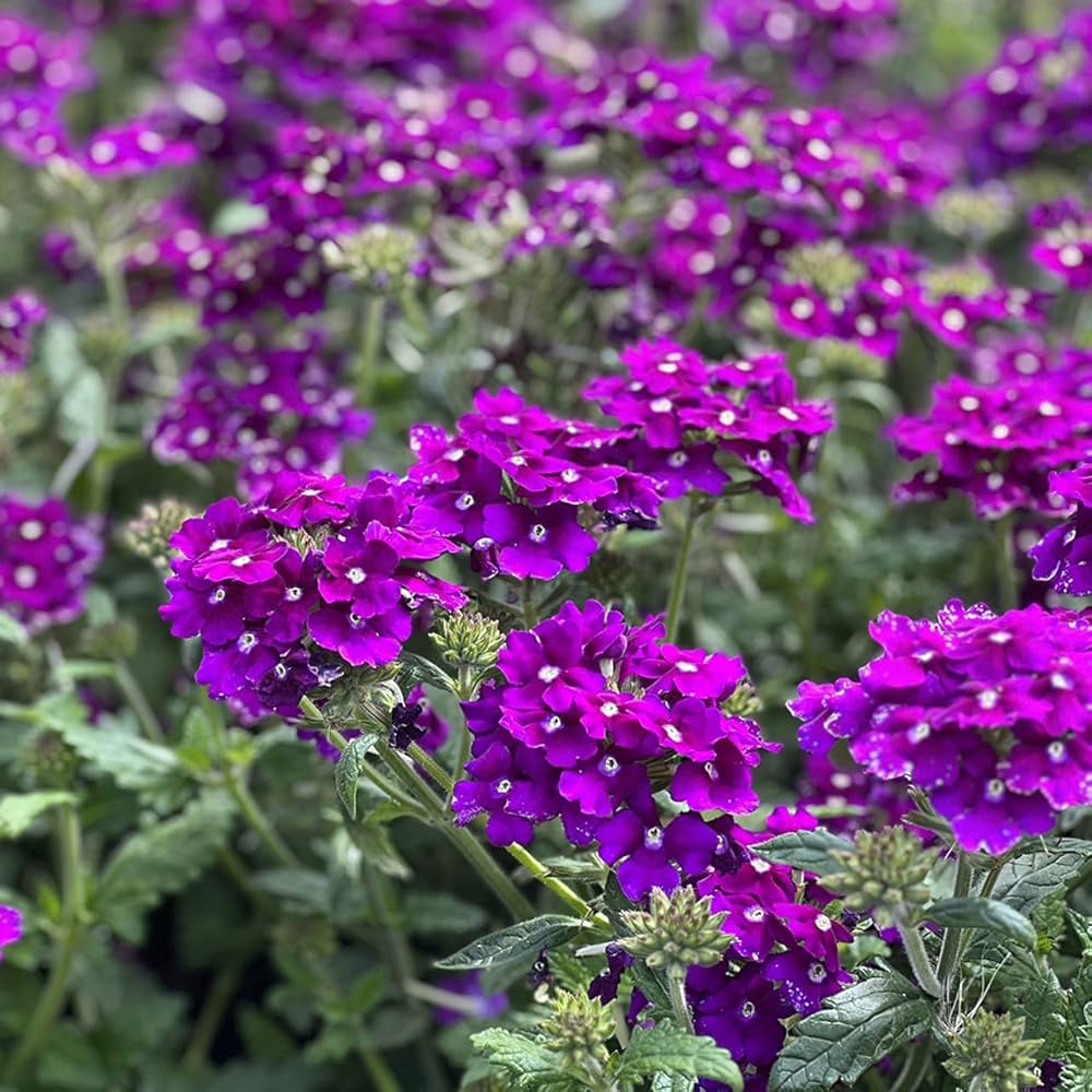 SemiTrailing Verbena Flower seeds for Planting Compact Growth Heirloom & GMO Free Seeds for Home Garden