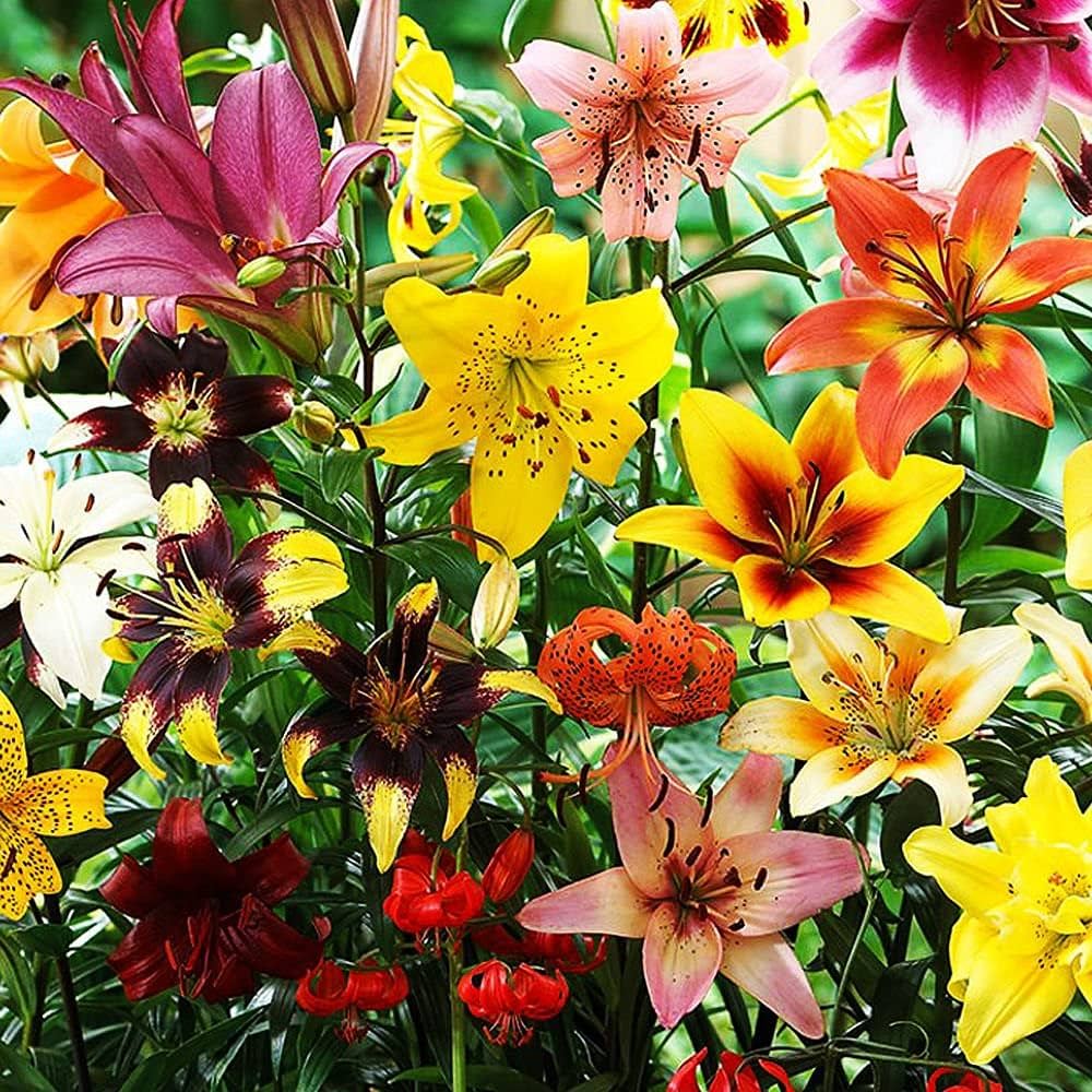 Mixed Lily bulbs for planting in an outdoor garden