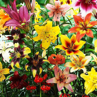 Mixed Lily bulbs for planting in an outdoor garden