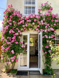 Pink Climbing Perennial Rose Flower Seeds for Planting Low Maintenance Heirloom & GMO Free Seeds for Home Garden
 
 Sale