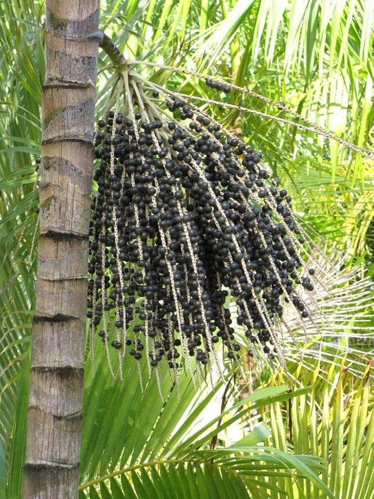 Acai Berry Seeds Collection – Tropical Fruit Planting Variety for Home Gardens