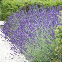 Lavendula Angustifolia for planting in flower bed