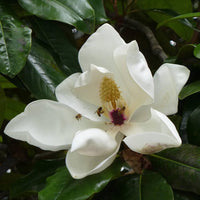 Magnolia Grandiflora Seeds for Planting in Front Yards