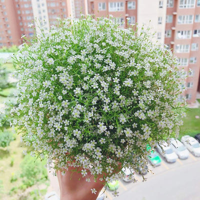 100 Pcs