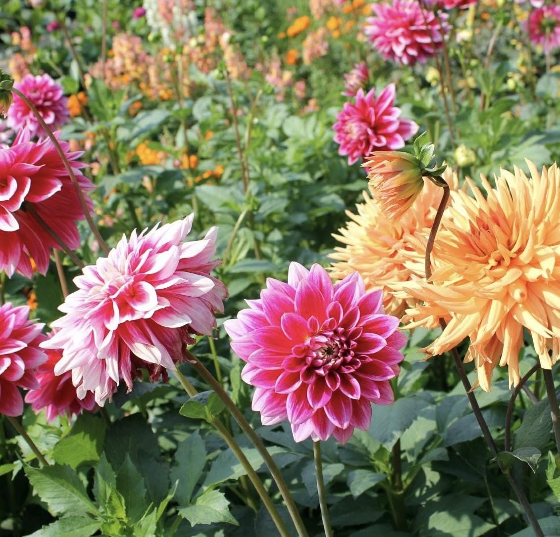 Colorful dahlia flowers blooming in a sunny garden bed.