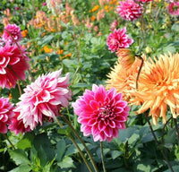 Colorful dahlia flowers blooming in a sunny garden bed.