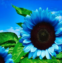 Blue ornamental sunflower blooms growing in a sunny garden.